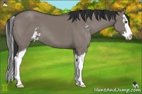 Horse Color:Grullo Sabino Splash