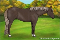 Horse Color:Liver Chestnut