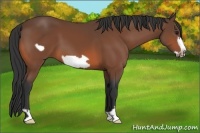 Horse Color:Bay Frame 