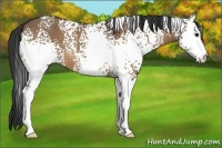 Horse Color:White Spotted Bay Dun