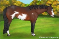Horse Color:Bay Sabino Frame 