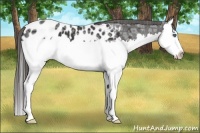 Horse Color:Liver Red Ice Roan Splash Appaloosa 