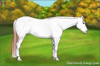 Horse Color:Brown Dun Splash Appaloosa 