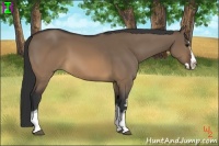 Horse Color:White Spotted Brown Dun Splash 