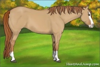 Horse Color:Red Dun Splash 