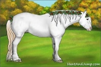 Horse Color:Buckskin Appaloosa 