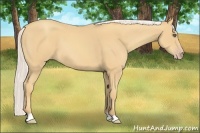 Horse Color:Silver Amber Cream Champagne