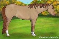 Horse Color:Red Dun Roan 