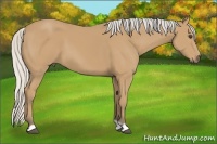 Horse Color:Silver Buckskin 