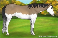 Horse Color:Brown Dun Splash