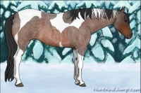 Horse Color:Bay Roan Tobiano 