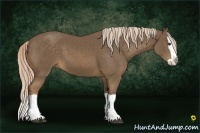 Horse Color:Chocolate Palomino Splash