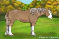 Horse Color:Palomino Splash 