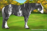 Horse Color:White Spotted Black