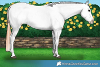 Horse Color:Brown Splash Appaloosa 