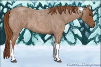 Horse Color:Red Roan Tobiano 