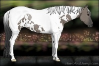 Horse Color:White Spotted Grullo Tobiano