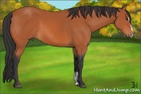Horse Color:Bay Sabino 