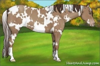 Horse Color:White Spotted Classic Champagne