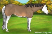 Horse Color:Buckskin Sabino Splash