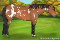 Horse Color:White Spotted Bay 