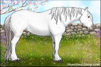 Horse Color:Liver Chestnut Appaloosa