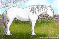 Horse Color:Liver Chestnut Appaloosa 