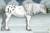 Horse Color:Liver Chestnut Appaloosa