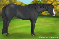 Horse Color:Black Splash 