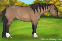Horse Color:Bay Dun Rabicano 