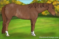 Horse Color:Chestnut Rabicano 