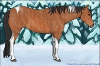 Horse Color:Bay Tobiano Brindle