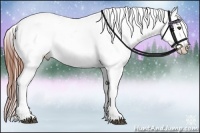 Horse Color:Brown Appaloosa Rabicano