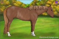 Horse Color:Chestnut Rabicano 