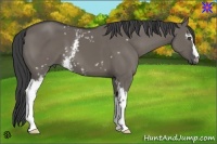 Horse Color:White Spotted Smoky Grullo 