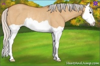 Horse Color:Silver Bay Dun Splash Rabicano 
