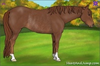 Horse Color:Chestnut Rabicano 