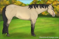Horse Color:Buckskin Roan Dun Splash 