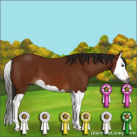 Horse Color:Gray Bay Splash 