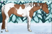 Horse Color:Chestnut Tobiano Rabicano 
