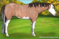Horse Color:Bay Roan Splash