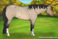 Horse Color:Buckskin Roan Dun 