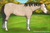 Horse Color:Buckskin Roan Splash 