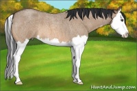 Horse Color:Bay Roan Dun Splash