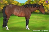 Horse Color:Bay Rabicano 