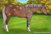Horse Color:Silver Bay 