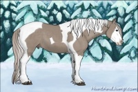 Horse Color:Silver Grullo Sabino Splash Tobiano 