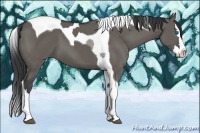 Horse Color:Grullo Splash Tobiano