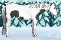 Horse Color:Smoky Black Splash Tobiano