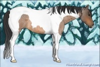 Horse Color:Buckskin Roan Tobiano 